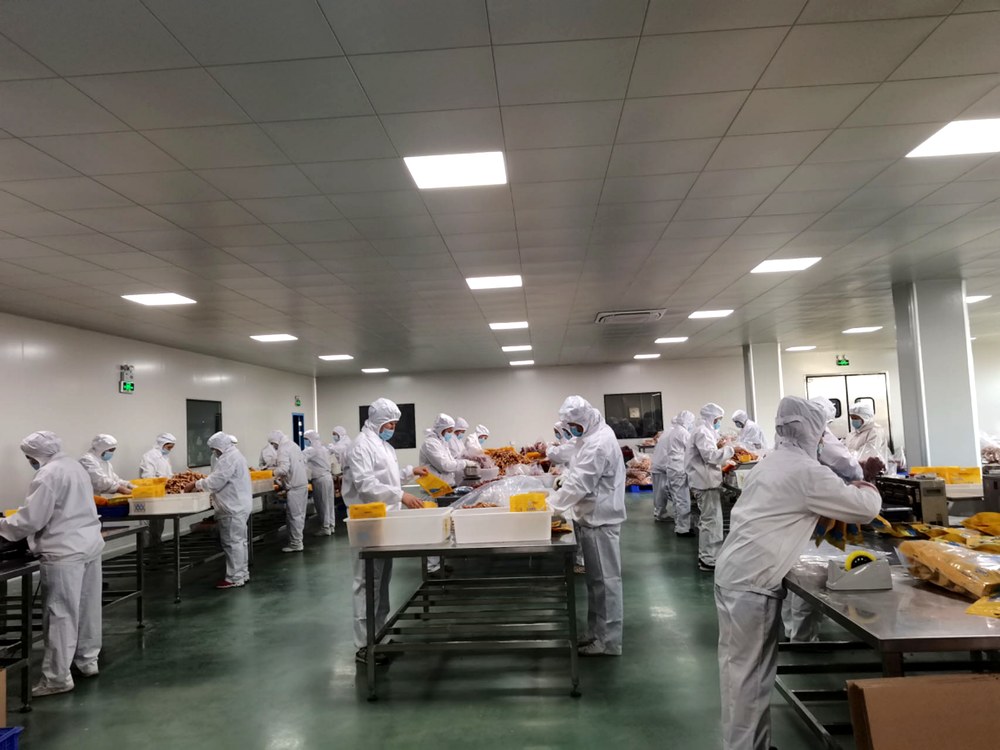 clean pet food factory